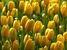 tulips-yellow